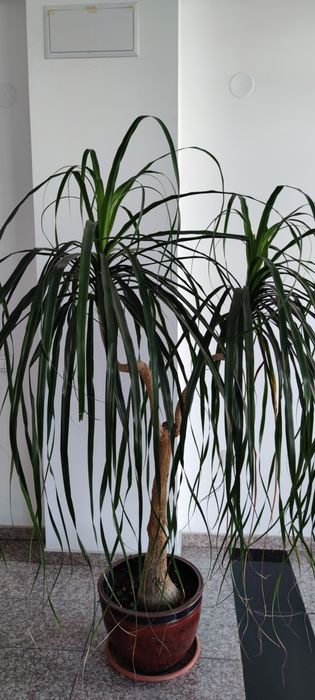 Луксозна екзотична палма Нолина Слонов крак