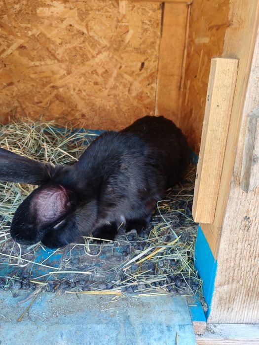 Vând iepure femelă negru