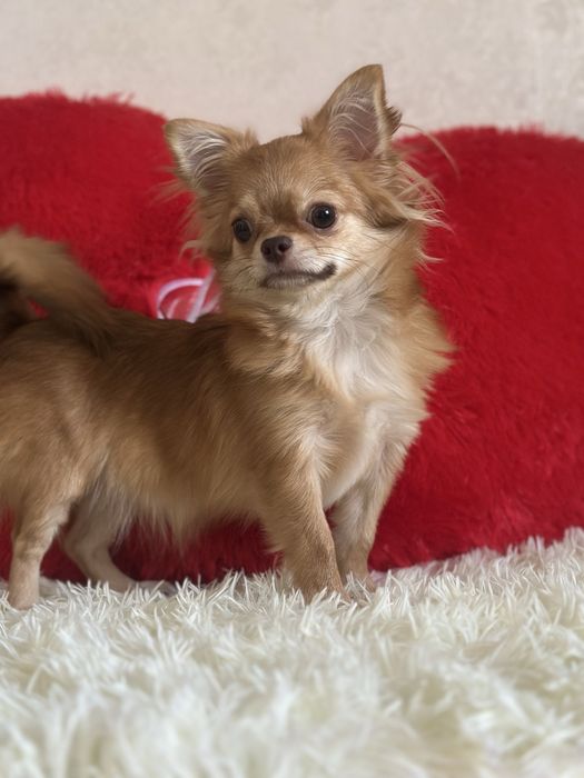 Шикарная. Девочка чихуахуа