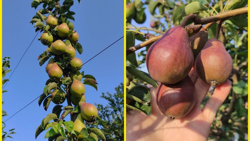 Pomi Fructiferi Străvechi Glia Strămoșească (Soiuri De Peri )