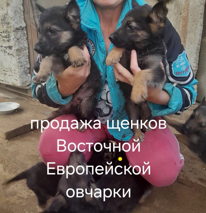 Продам  щенков...