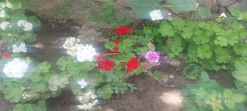 Герань кросата природы