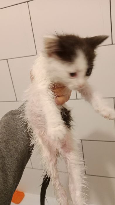 Котята в хорошие руки