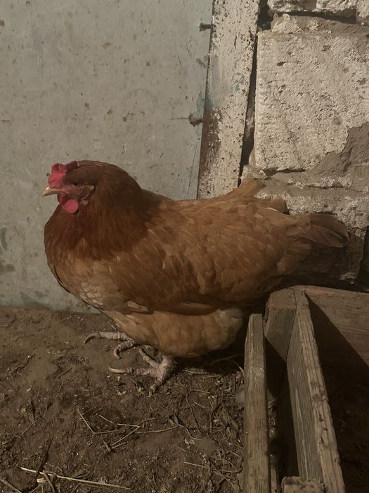 Куры несушки 2 населки