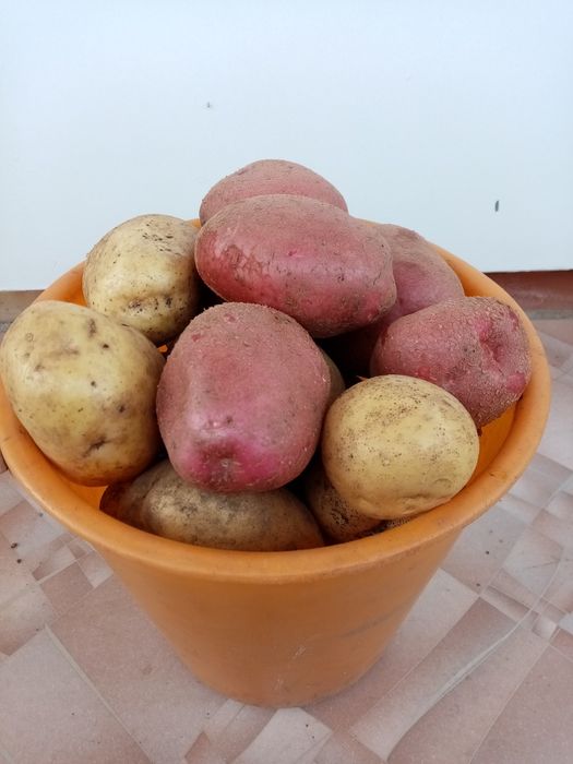 Продам дачный картофель