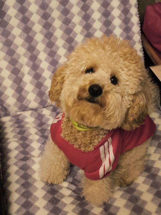 Вязка пуделя 1год 5 месяцев