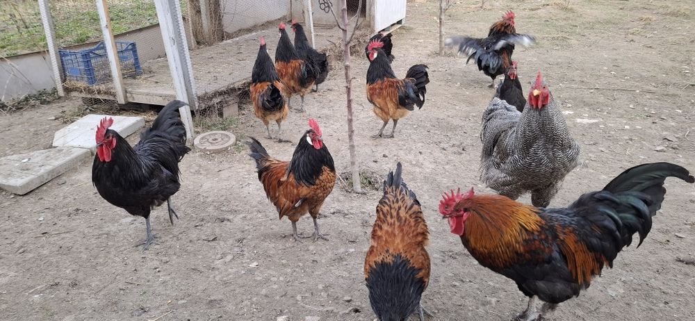 Cocosi Marans,playmount  si Vorwerk