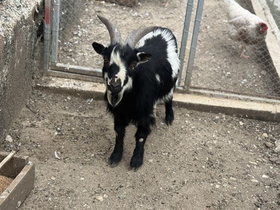 Мини коза -50см височина