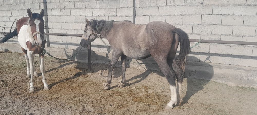 Байтал сатылады 2 бас