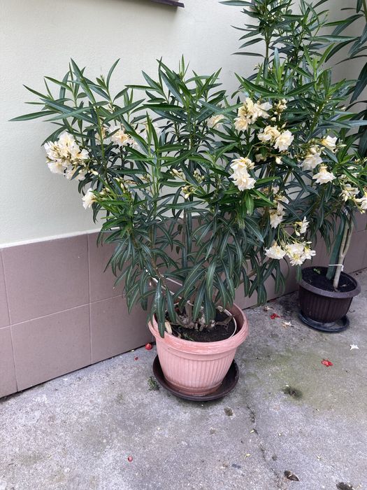 Floare de Leandru Nerium