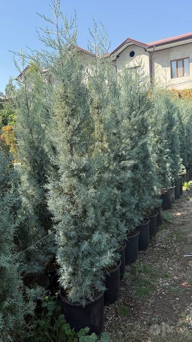 Саженцы и крупномеры деревьев, кустарников, цветов,. Опт. Из питомника