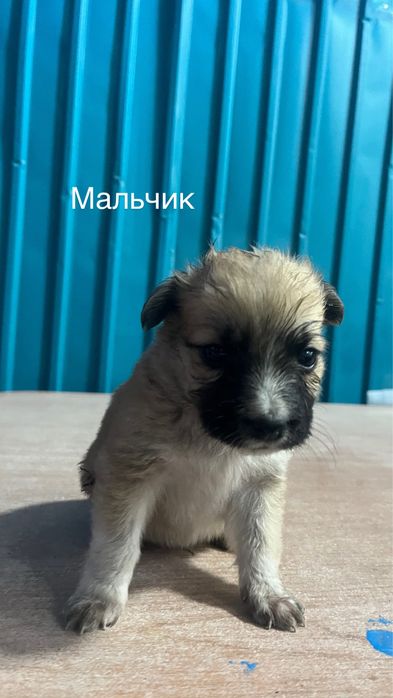 Отдам щенят в хорошие руки