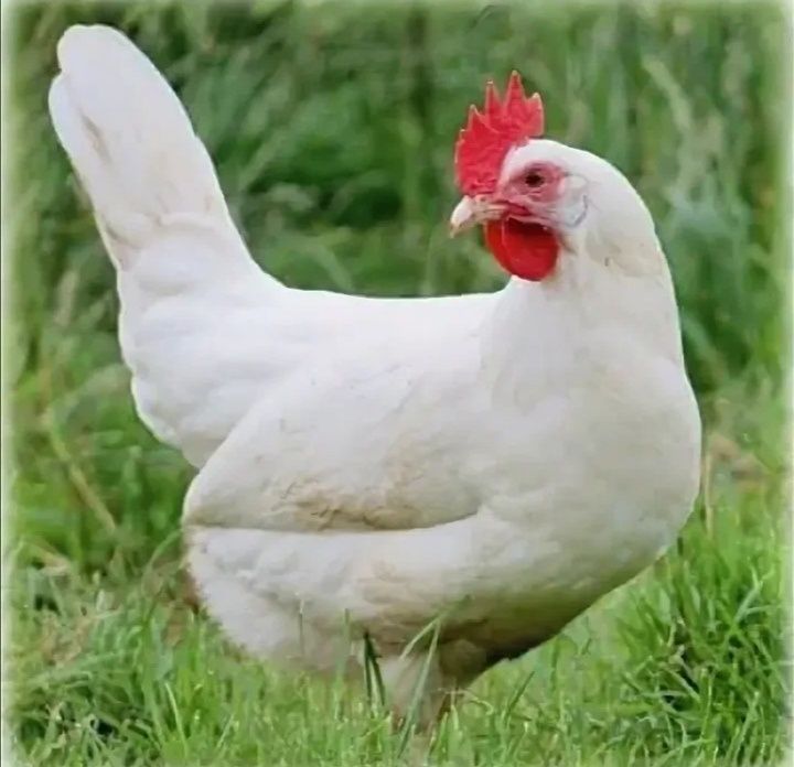 Чёрная курица. Белая курица. Чёрные куры. Белые куры
