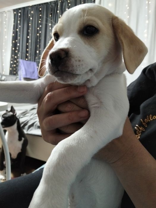 Отдам в хорошие руки