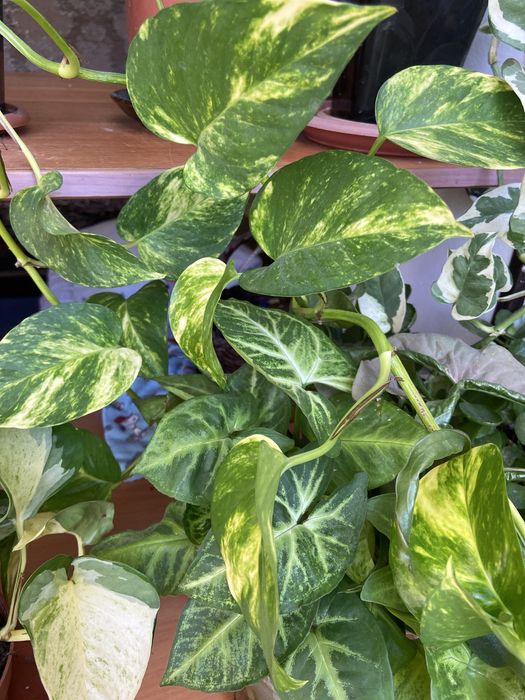 Продам вьющиеся растения(сциндапсус пятнистый)