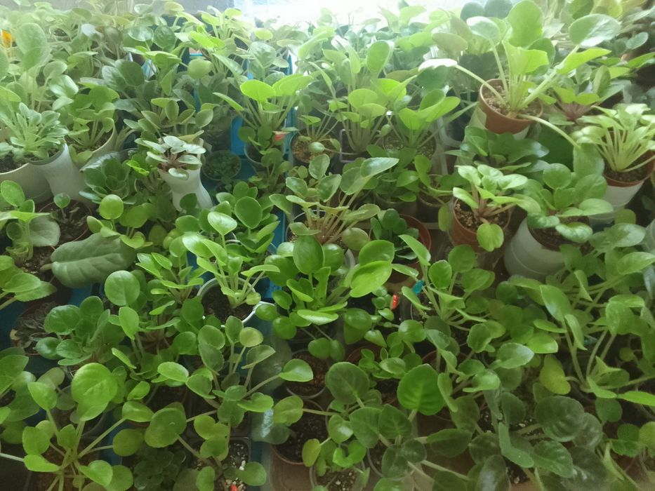 Продам комнатные цветы