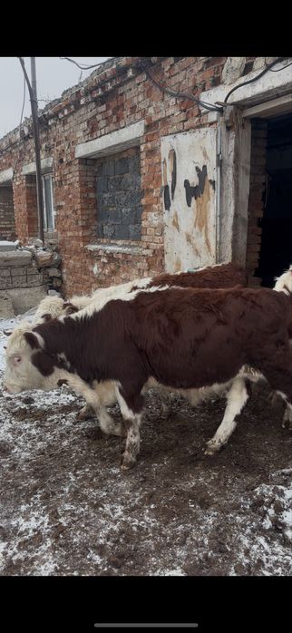 Еркек патсостар сатылады