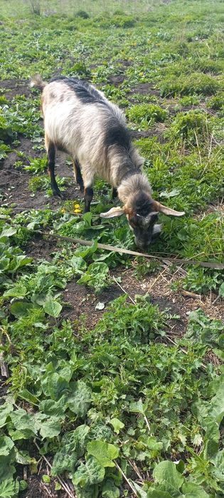 Козёл альпиец на племя.