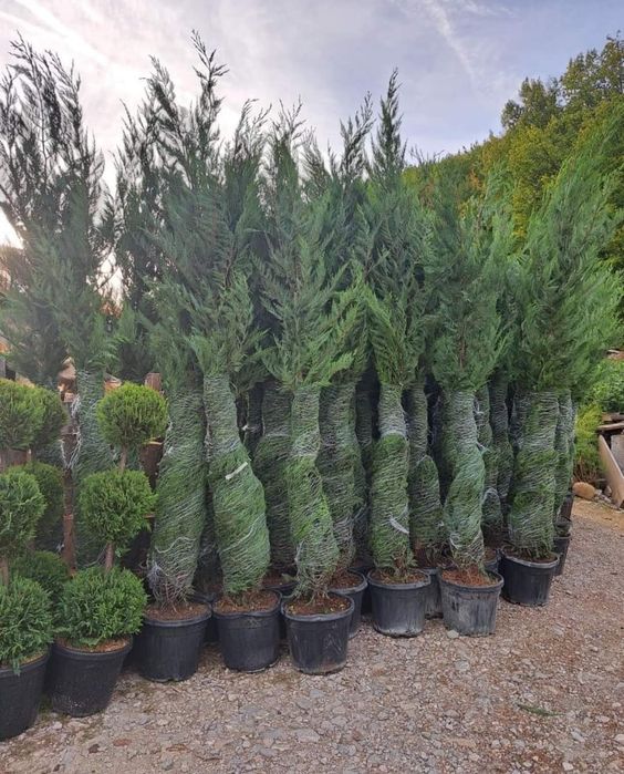 Tuia leylandii inaltime 1.50m 1.80m 2m 2.50m 3m 3.50m