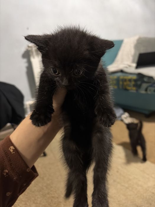 Котята маленькие