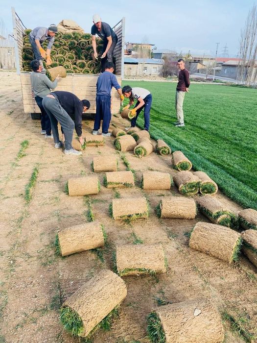 Рулонный газон .посев семян.уход за газоном.