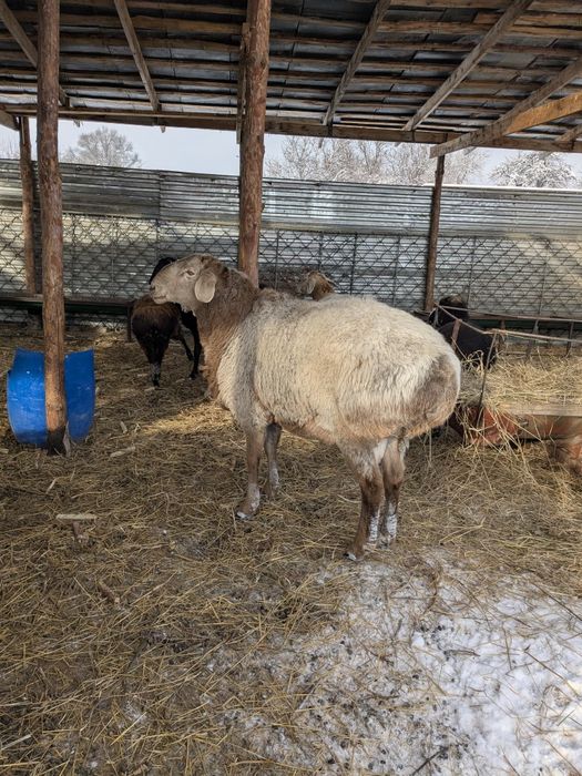 Кочкар породы Арашан