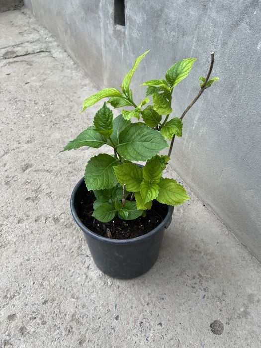 гортензия крупнолистная