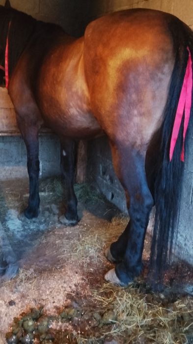 Vând iapă de 6 ani foarte cuminte