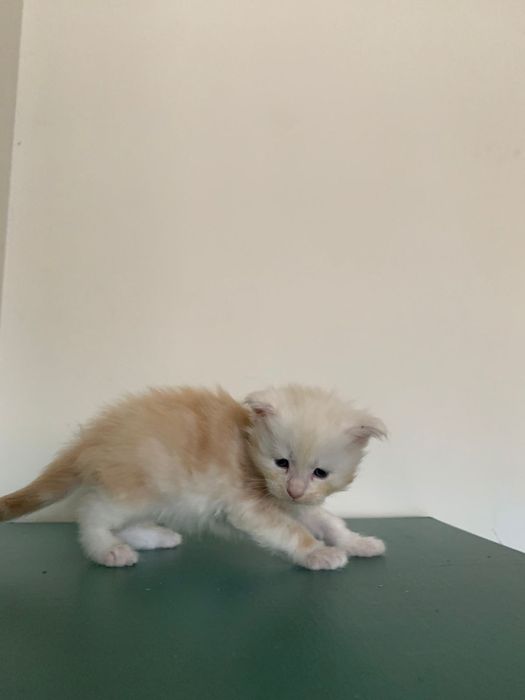 Кремовый мальчик мейнкун (с родословной)