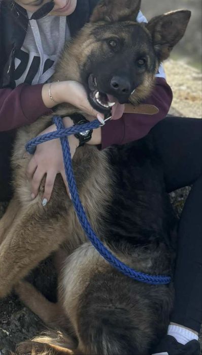 Продавам кученца Немски овчарки