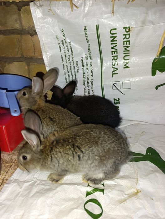 Velikan bollari. Ota strakach