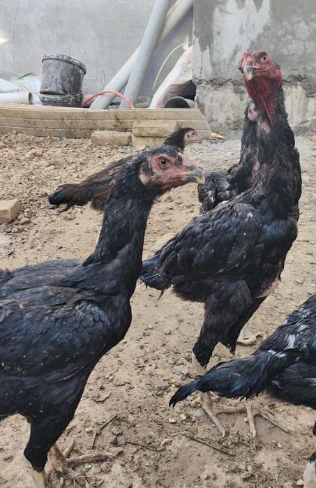 Дакан шамо 3 ойликдан 7 ойликкача макиен жужалари сотилади.