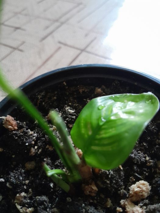 Продам цветок Ктенанта 1000