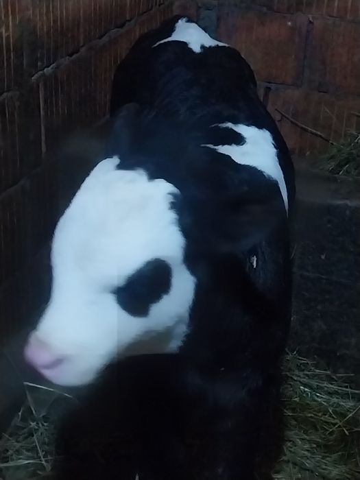 Vând taurasi belga și baltat