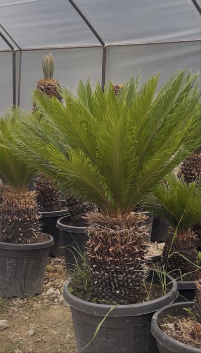 Palmieri Exotici | Trachycarpus, Washingtonia, Chamaerops