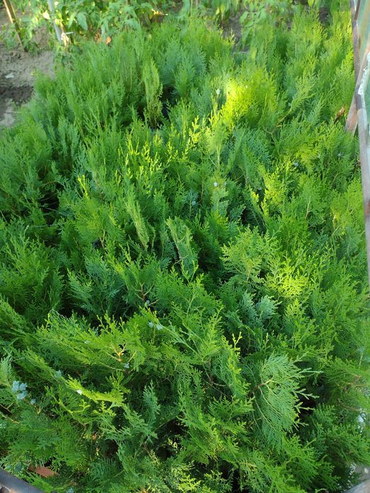 Източноевропейска Туя подходяща за огради Отстъпка