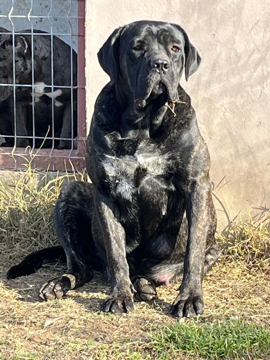Femela Cane Corso - Campioana FCI