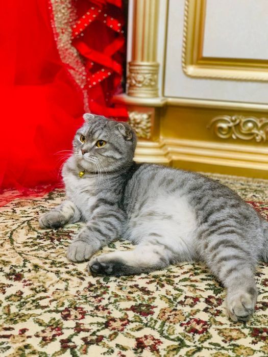 Jinsiy aloqa yosh qizi