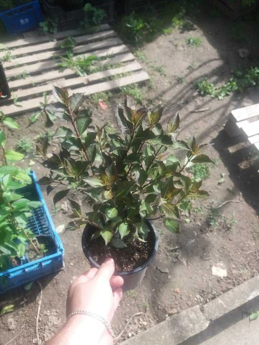 Вайгела – Налични 4 вида  Студоустойчива