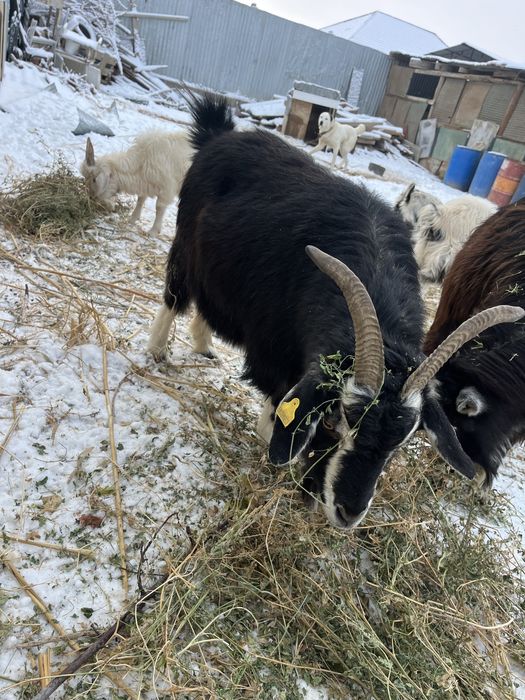 ешкі бар сатылады