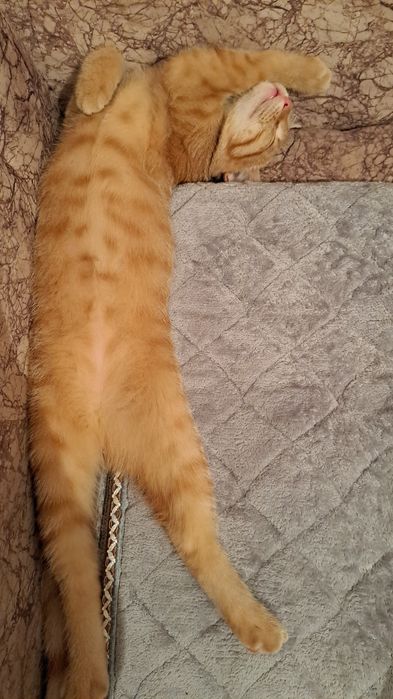 Котик ещет дом,котик ищет дом.