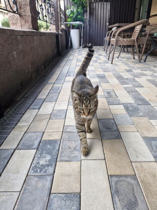 Отдам кота в добрые руки