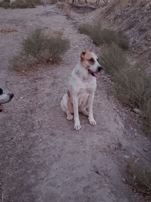 Alabay kuchukchalari