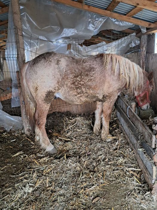 Manz de un an jumate