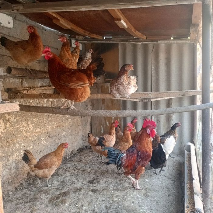 Xuroz tovuqlar sotiladi