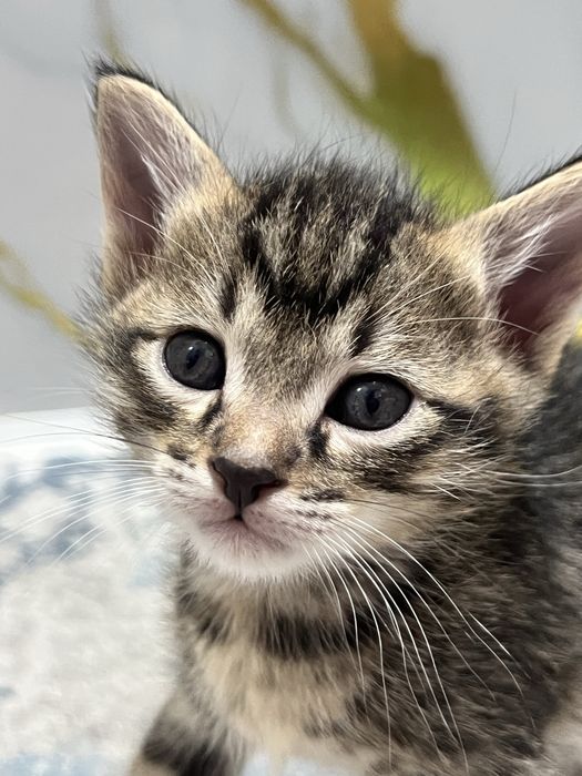 Отдам котят в хорошие руки бесплатно