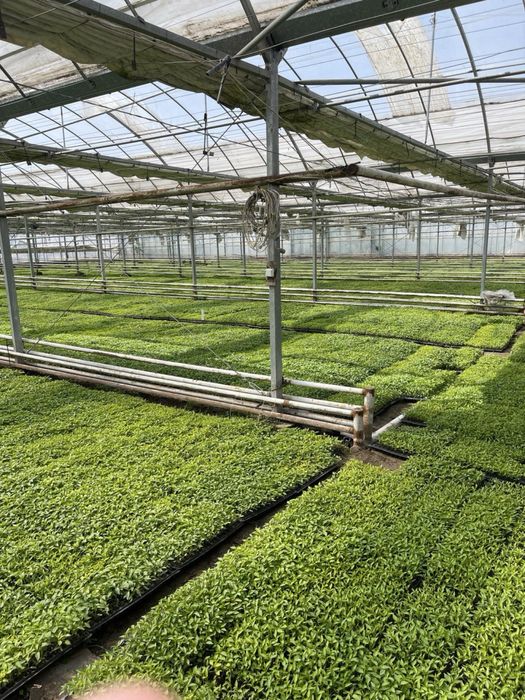 Теплица 2 Гектар ижарага берамиз ёки сотилади 5 йилда булиб тулаш