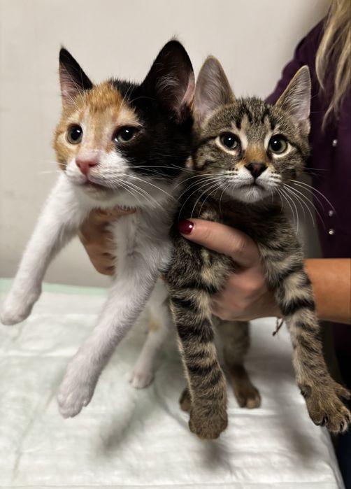 Подаряваме котенца