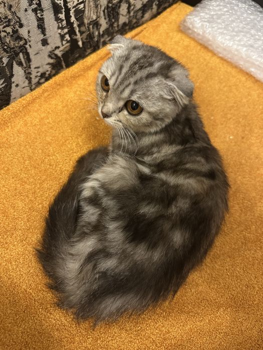 Продам британских котят