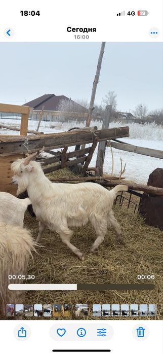 Теке сатылады продам козла